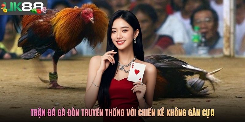 Trận đá gà đòn truyền thống với chiến kê không gắn cựa